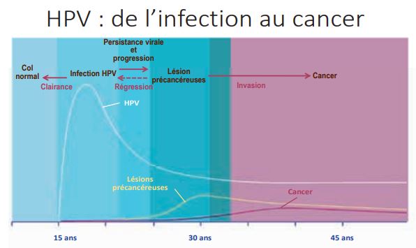 Un Scientifique Détient Un échantillon De Sang Pour Le Test Adn Du Vph  Virus Du Papillome Humain Cancer Du Col De L'utérus