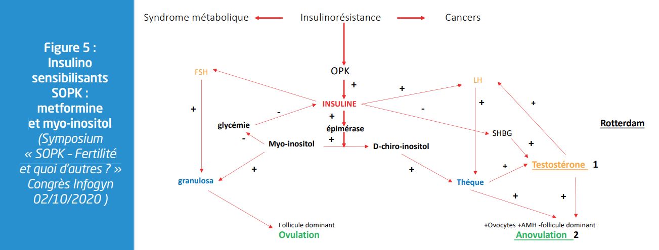 L'hyperandrogénisme : comprendre et traiter après l'abandon de l ...